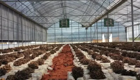 Extratos de plantas de alto padrão, alimentos saudáveis ​​à base de ervas, extrato de Ganoderma Lucidum, pó de extrato de Reishi