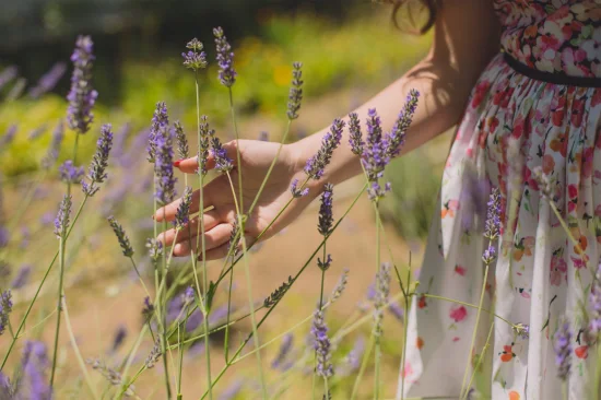 Fabricante de óleos de aromaterapia de extrato de planta 100% natural, óleo essencial de lavanda inglês orgânico a granel 100% puro para cuidados com a pele de grau terapêutico, amostra grátis